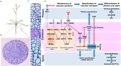 Gene Regulatory Network Guided Investigations and Engineering of Storage Root Development in Root Crops